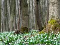 snow drops blooming in a forest at the end of winter